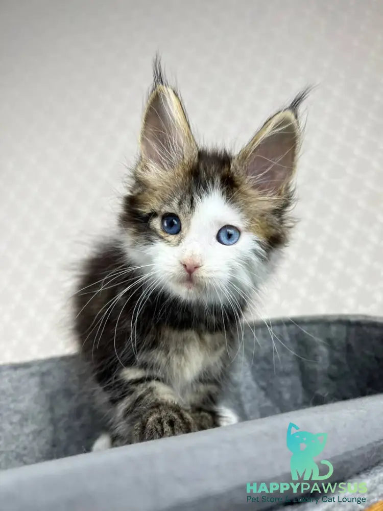 Penelope Maine Coon female black tabby with white - live animals