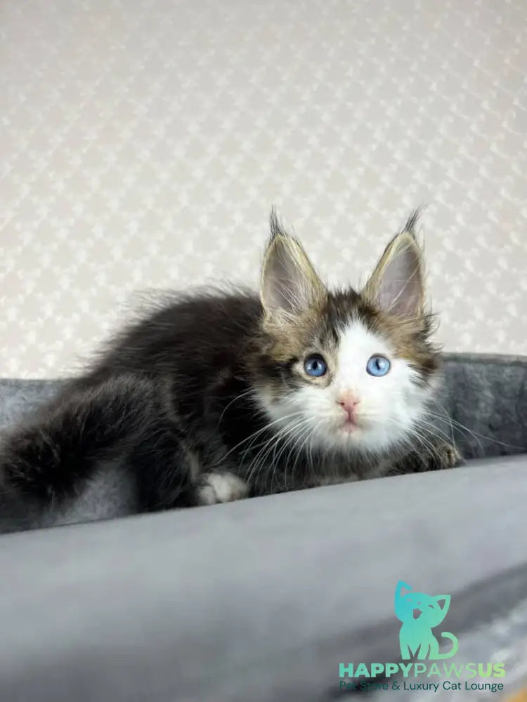Penelope Maine Coon female black tabby with white - live animals