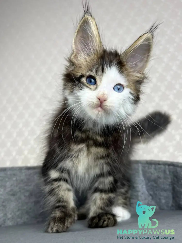 Penelope Maine Coon female black tabby with white - live animals
