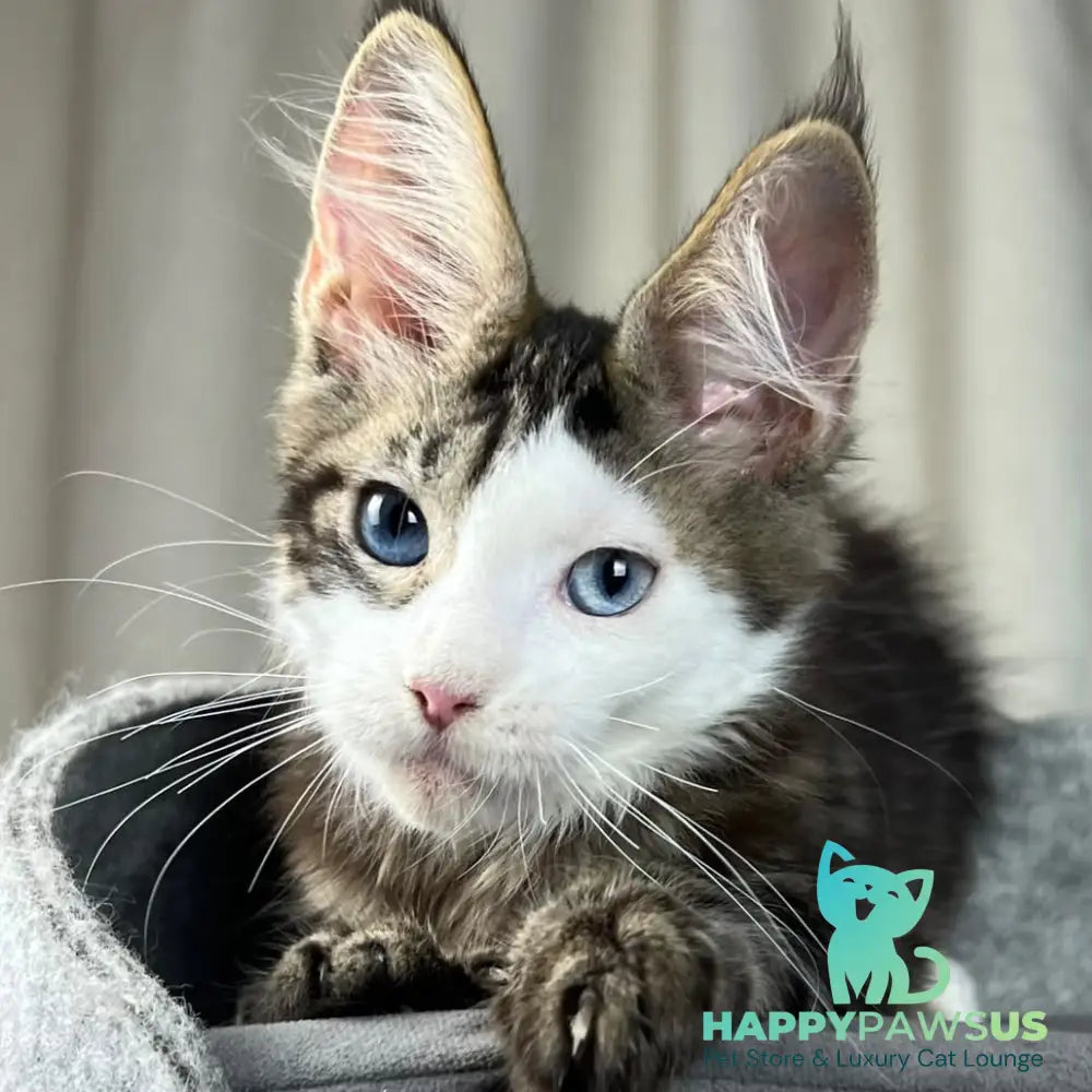 Penelope Maine Coon female black tabby with white - live animals