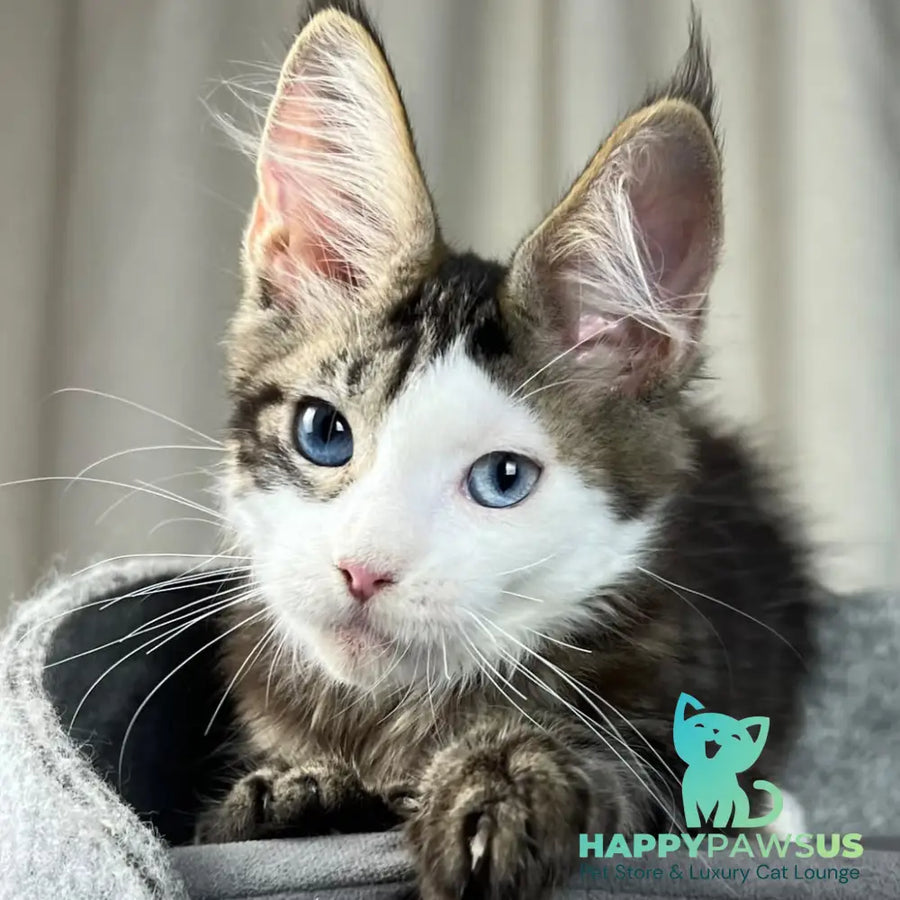 Penelope Maine Coon female black tabby with white - live animals