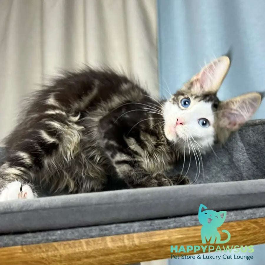 Penelope Maine Coon female black tabby with white - live animals