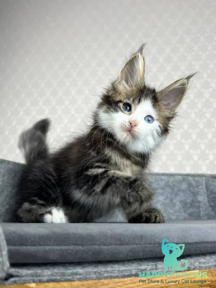 Penelope Maine Coon female black tabby with white - live animals