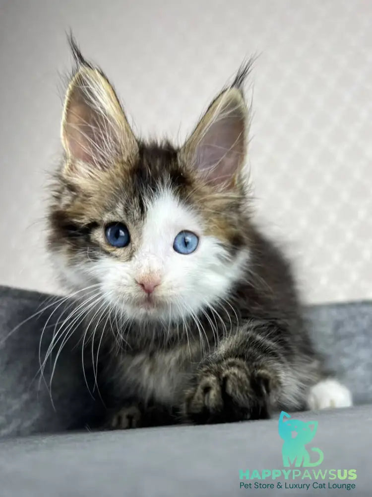 Penelope Maine Coon female black tabby with white - live animals