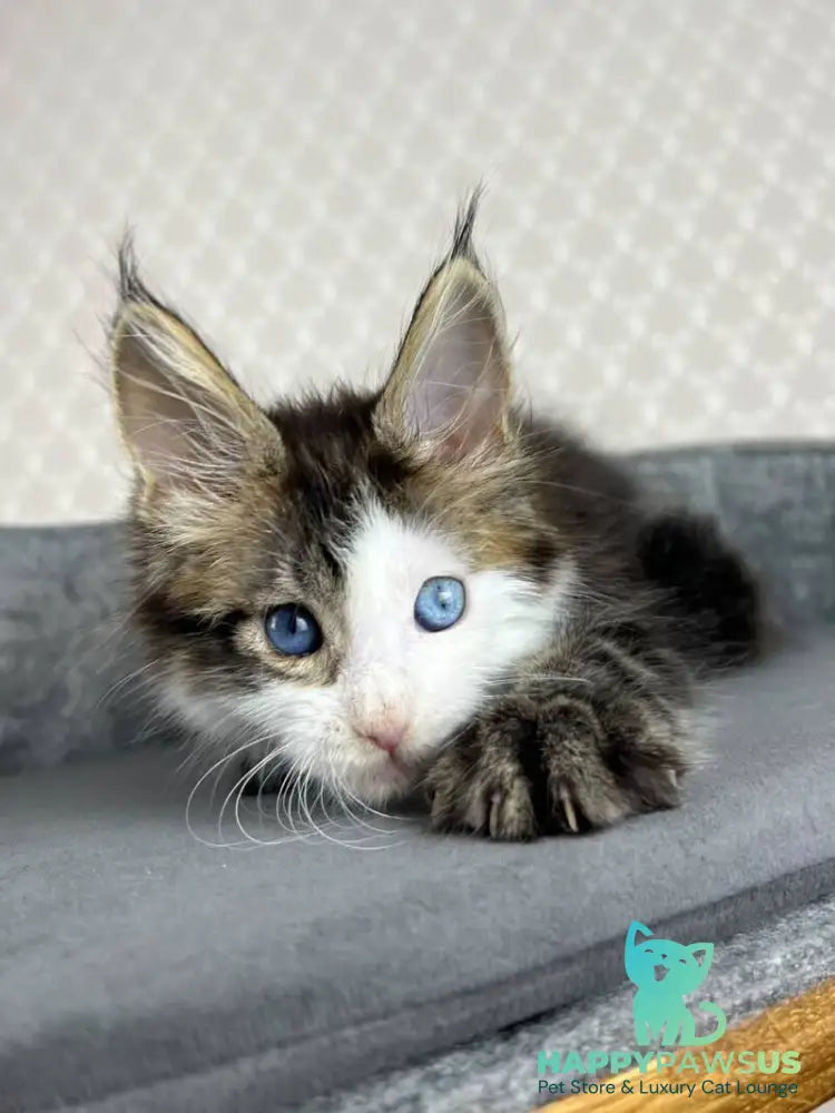 Penelope Maine Coon female black tabby with white - live animals