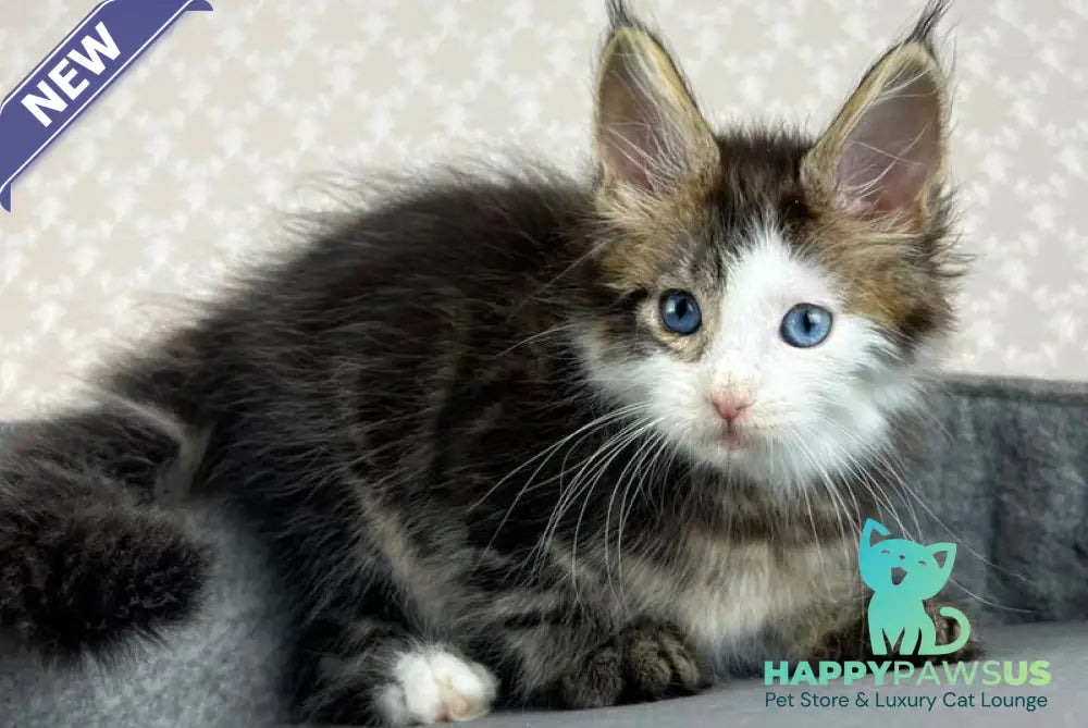 Penelope Maine Coon female black tabby with white - live animals