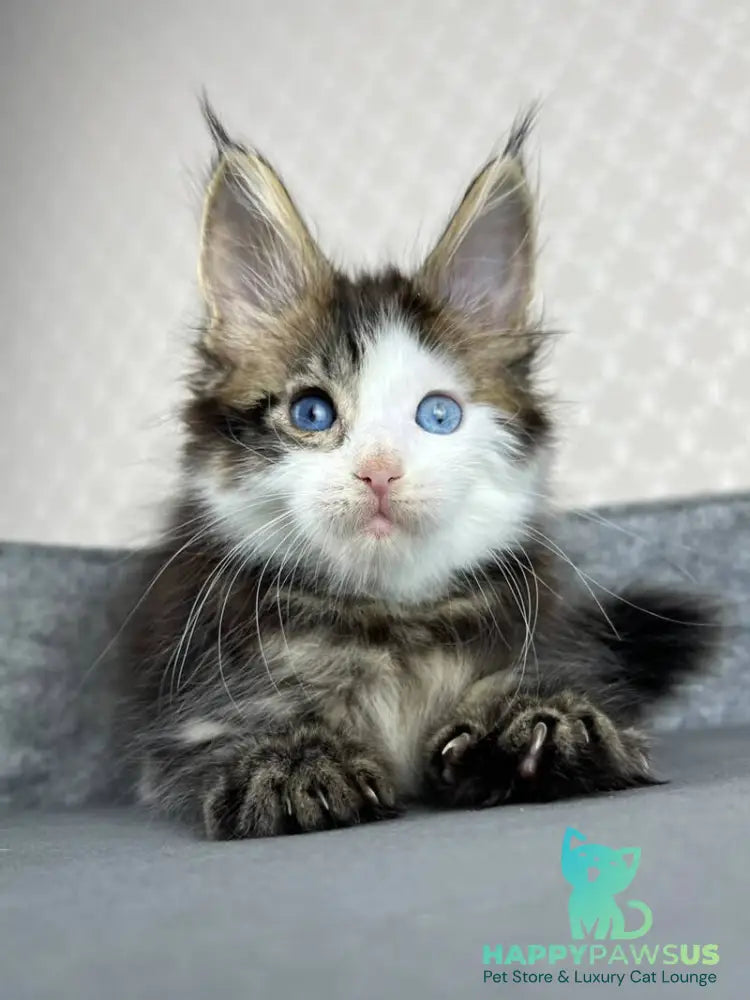 Penelope Maine Coon female black tabby with white - live animals