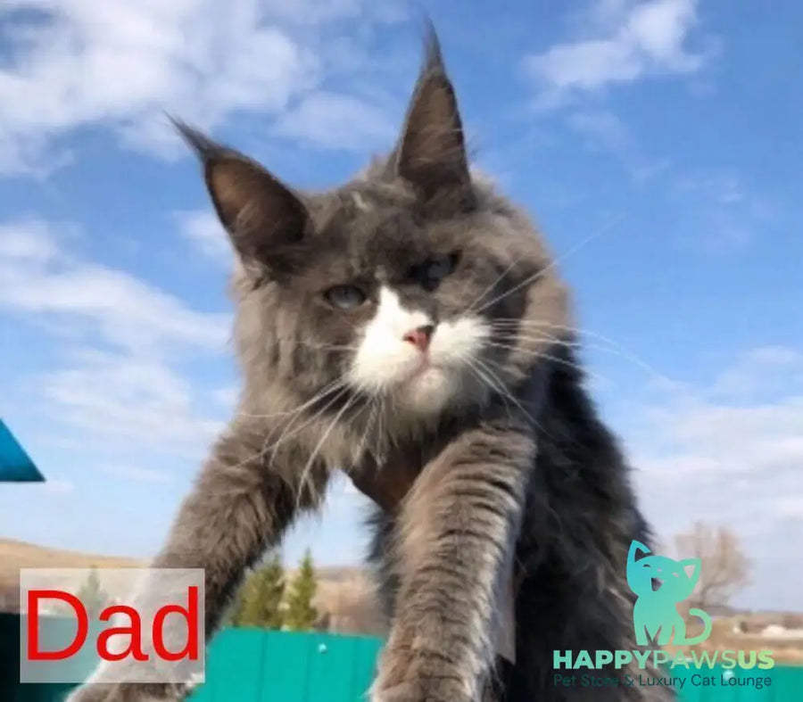 Penelope Maine Coon female black tabby with white - live animals