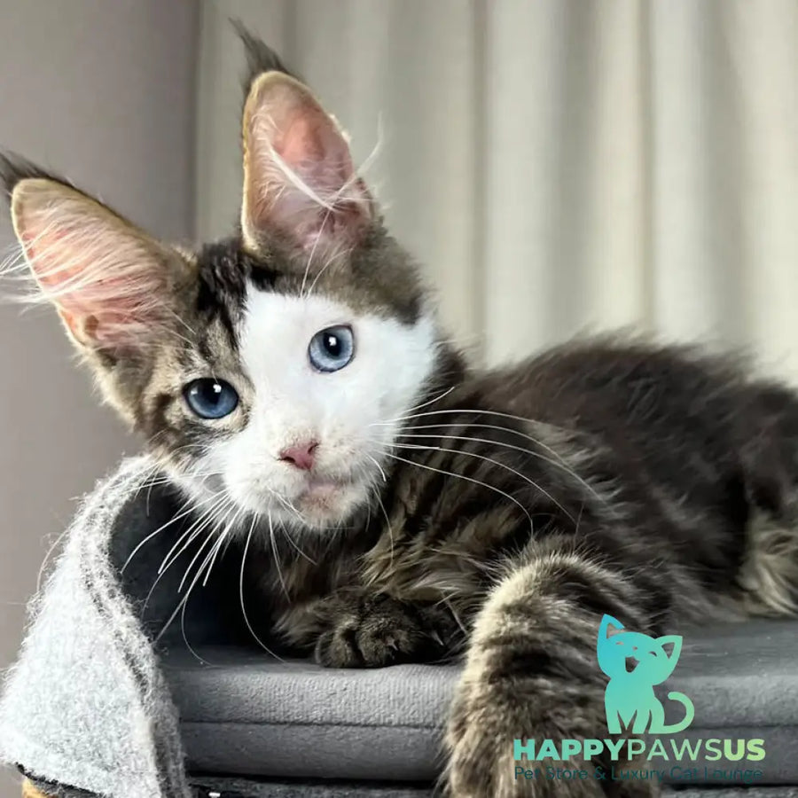 Penelope Maine Coon female black tabby with white - live animals