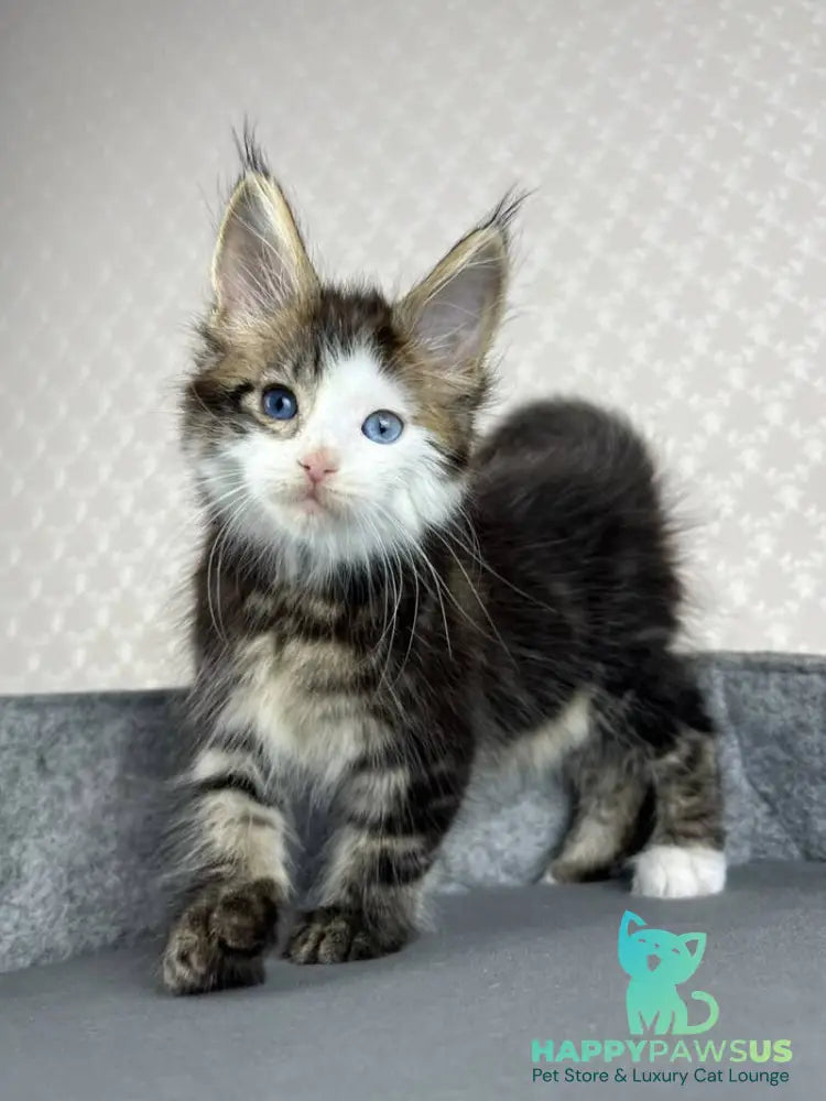 Penelope Maine Coon female black tabby with white - live animals