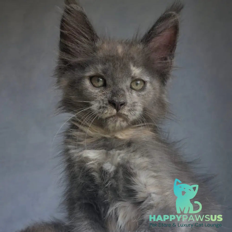Penelope Maine Coon female blue tortie - live animals