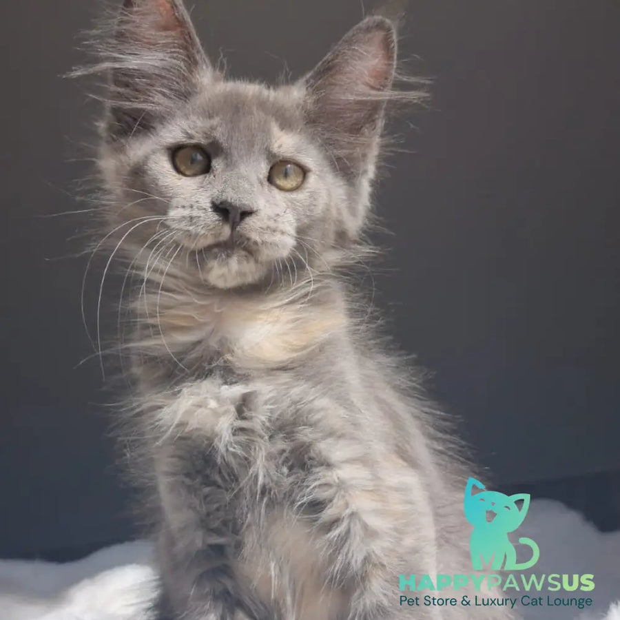 Penelope Maine Coon female blue tortie - live animals