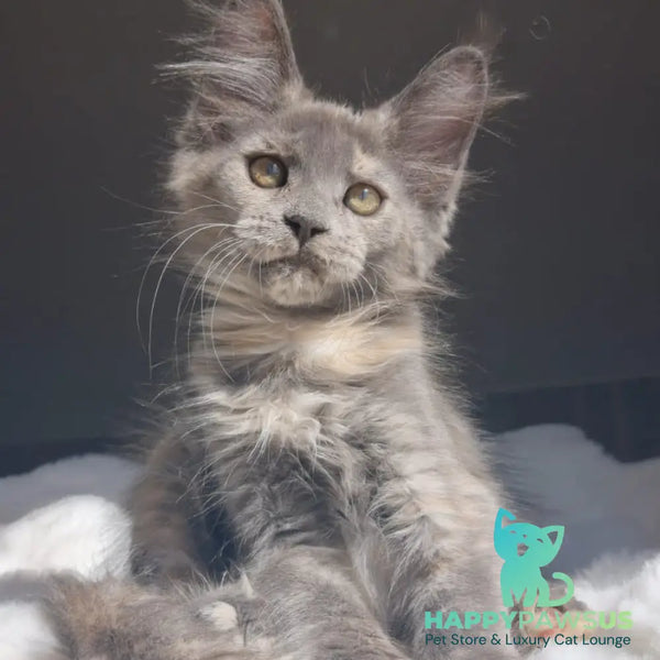 Penelope Maine Coon female blue tortie - live animals