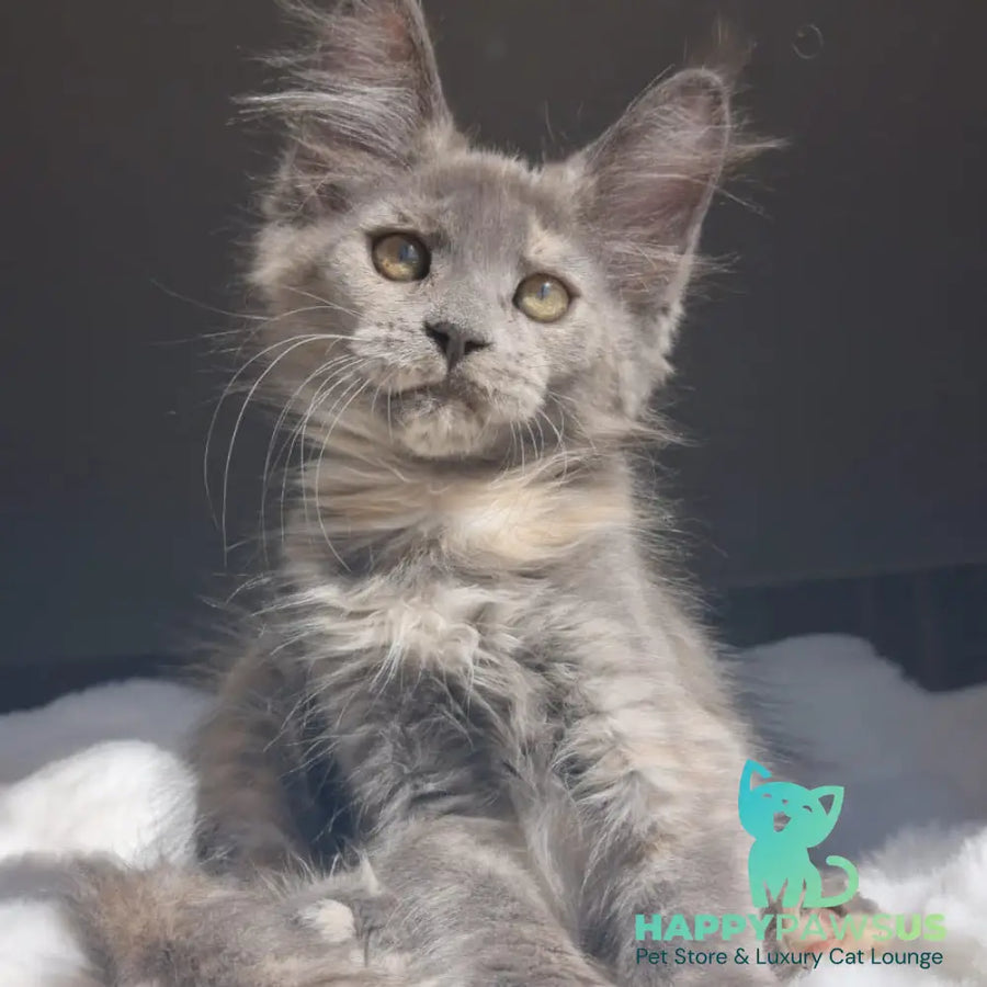 Penelope Maine Coon female blue tortie - live animals