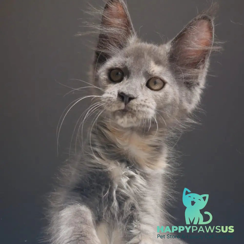 Penelope Maine Coon female blue tortie - live animals