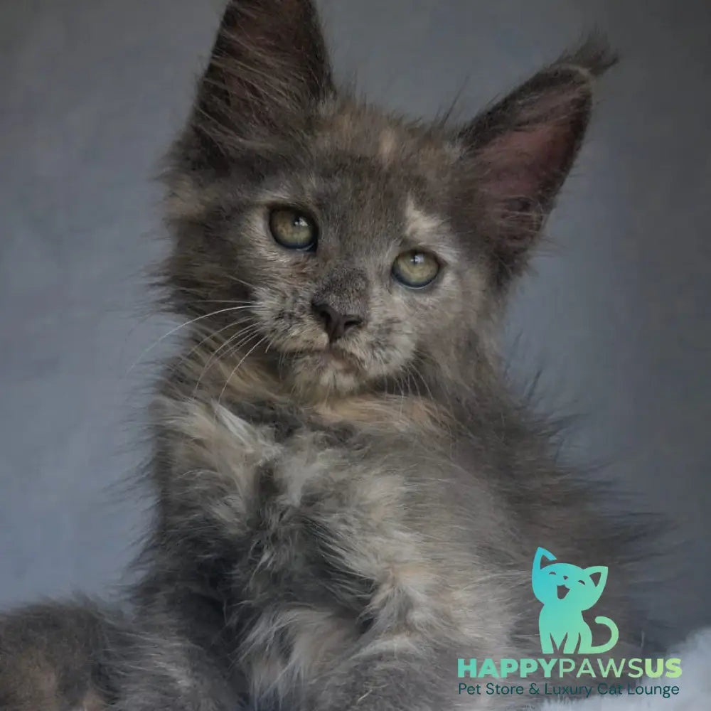 Penelope Maine Coon female blue tortie - live animals