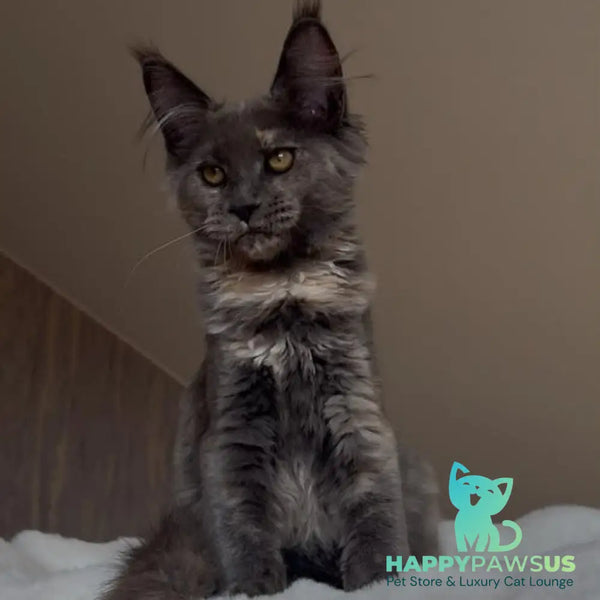 Penelope Maine Coon female blue tortie - live animals