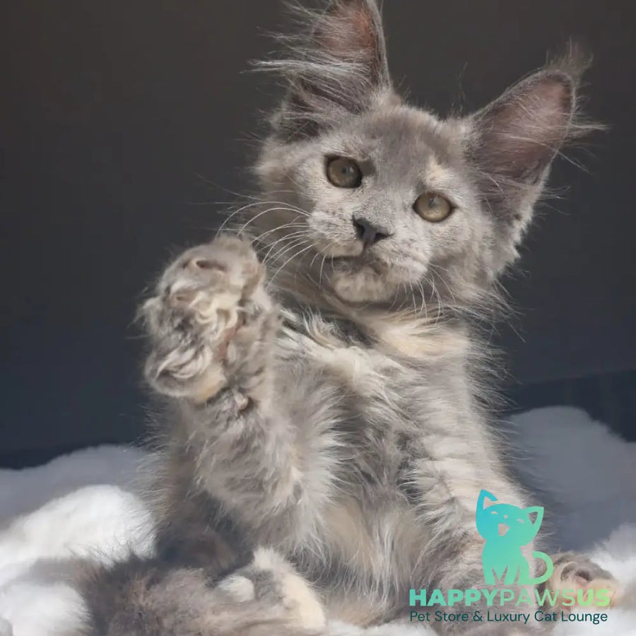 Penelope Maine Coon female blue tortie - live animals
