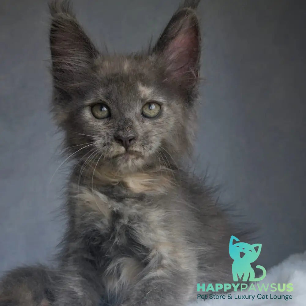 Penelope Maine Coon female blue tortie - live animals
