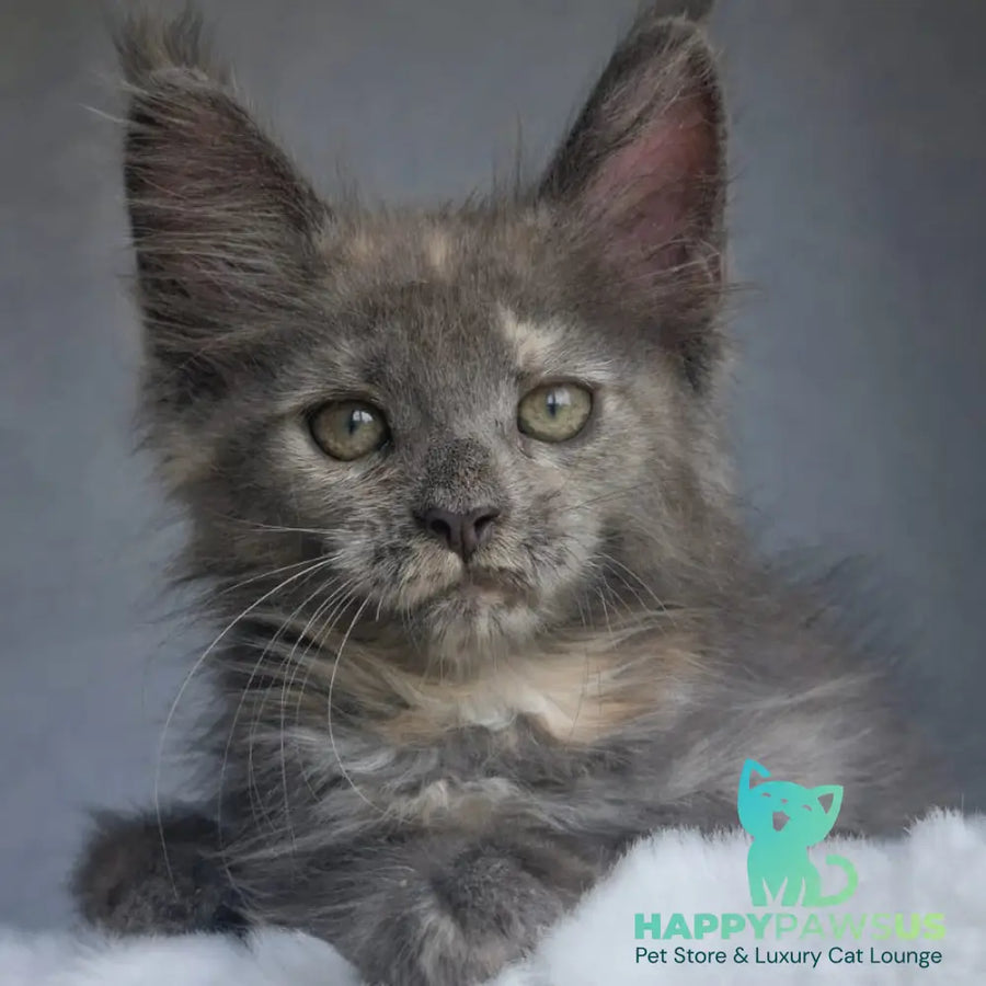 Penelope Maine Coon female blue tortie - live animals