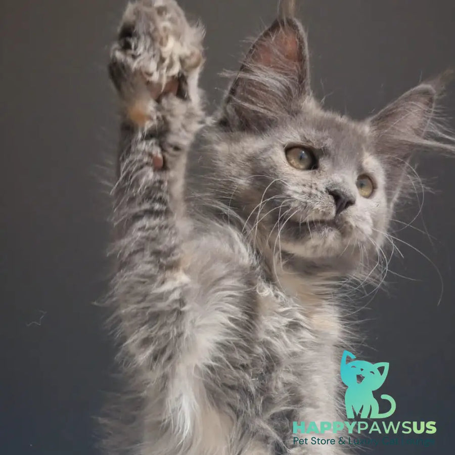Penelope Maine Coon female blue tortie - live animals