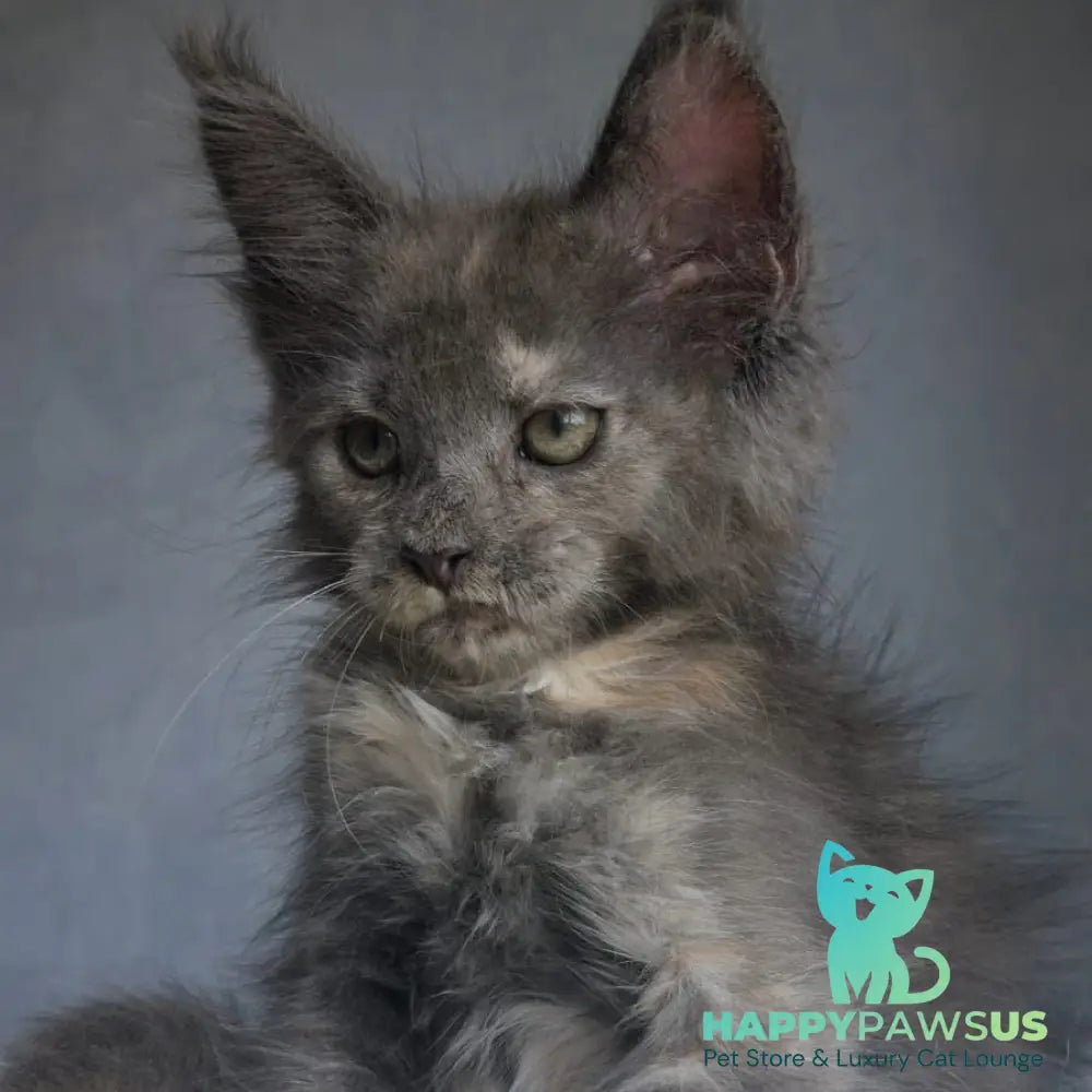Penelope Maine Coon female blue tortie - live animals