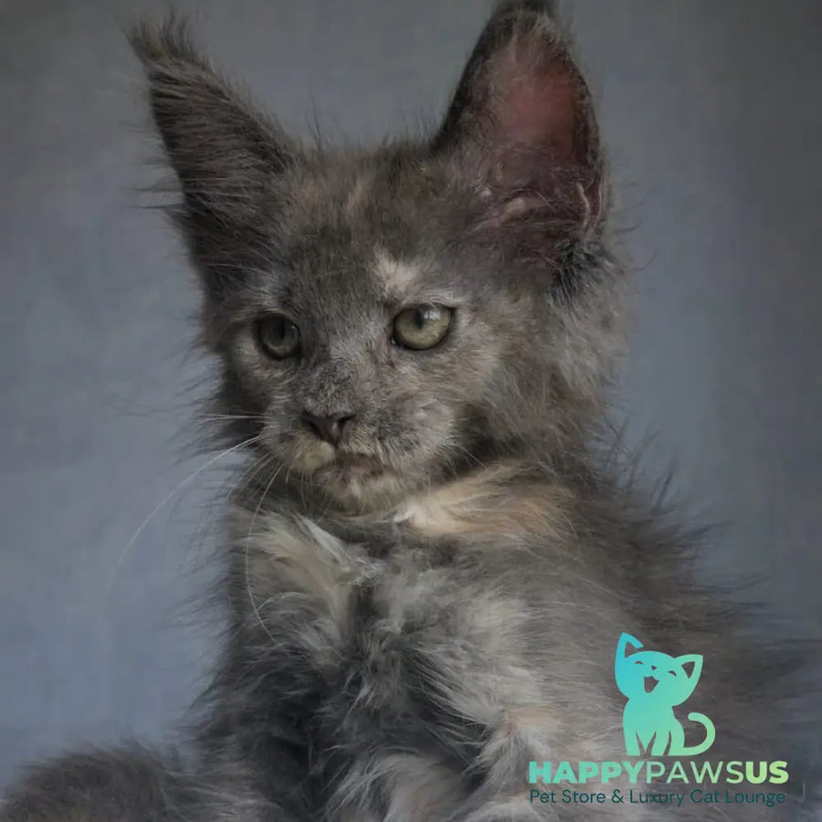 Penelope Maine Coon female blue tortie - live animals