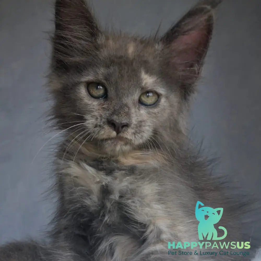 Penelope Maine Coon female blue tortie - live animals