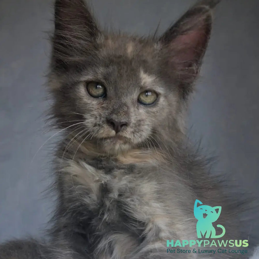 Penelope Maine Coon female blue tortie - live animals
