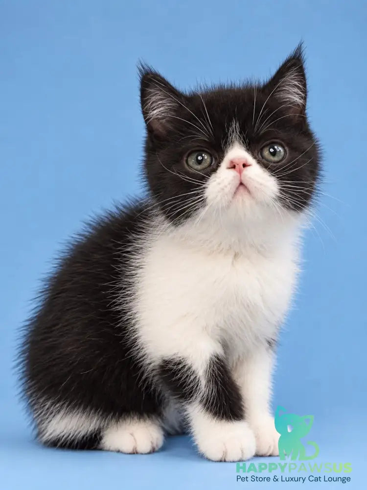 Penguin Exotic male black with white - live animals