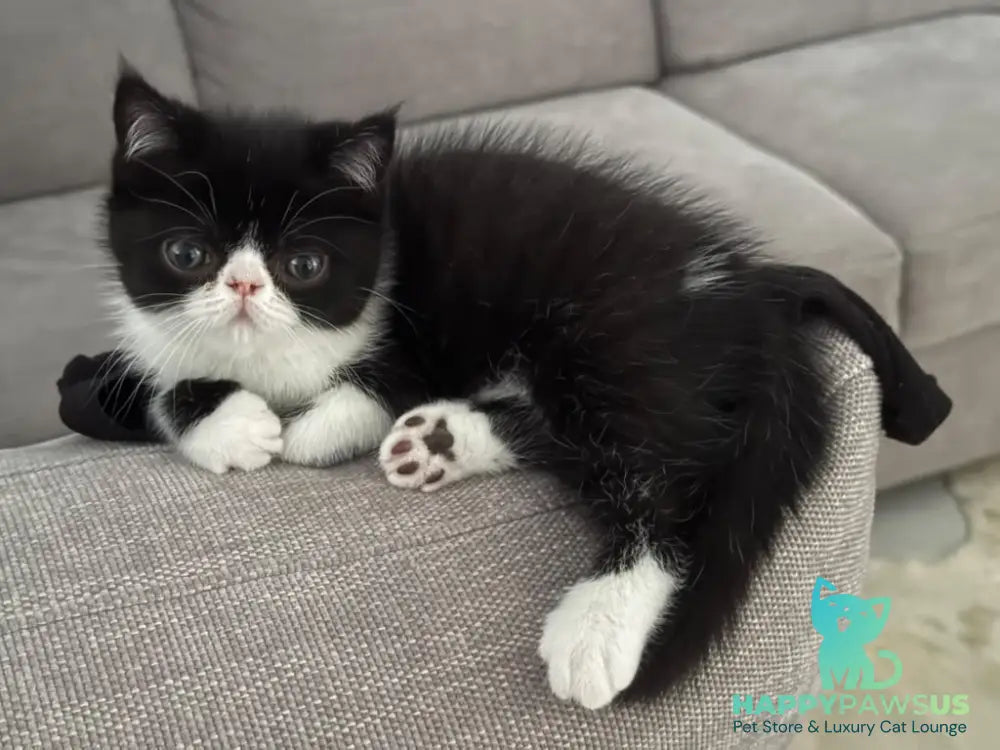 Penguin Exotic male black with white - live animals