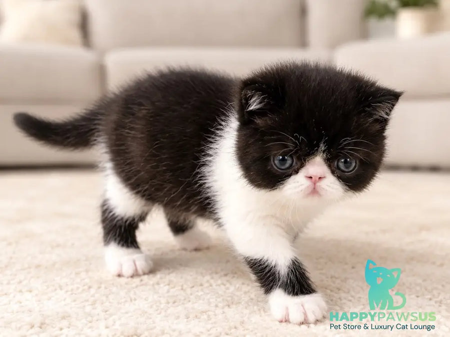 Penguin Exotic male black with white - live animals