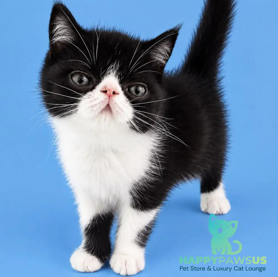 Penguin Exotic male black with white - live animals