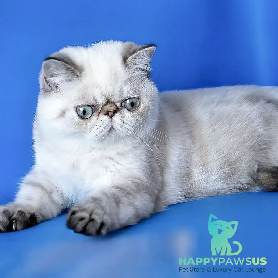 Peni Exotic female blue lynx - live animals