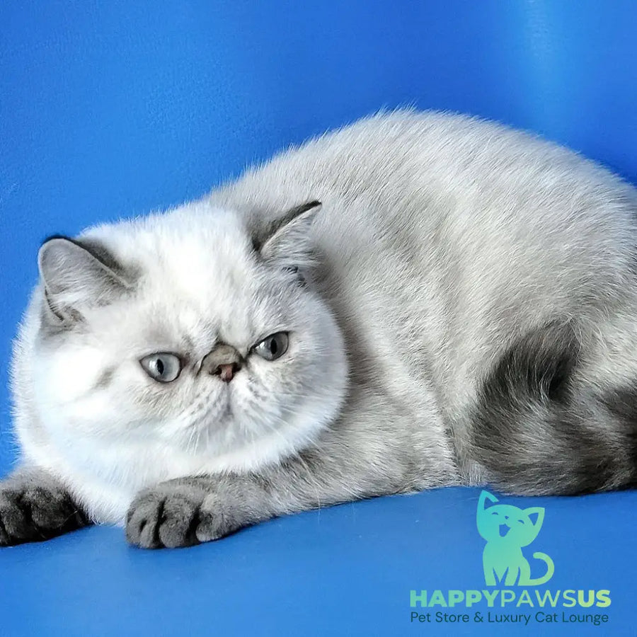 Peni Exotic female blue lynx - live animals