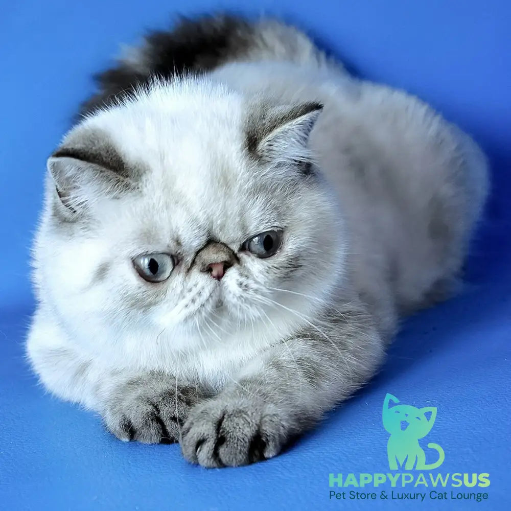 Peni Exotic female blue lynx - live animals