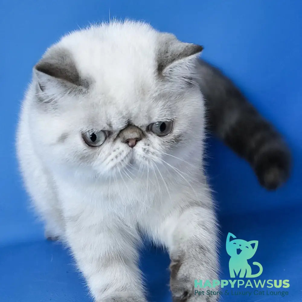 Peni Exotic female blue lynx - live animals
