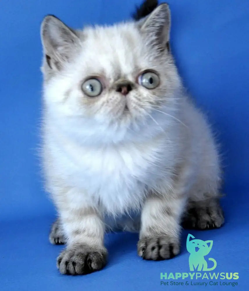 Peni Persian female blue lynx pointed - live animals