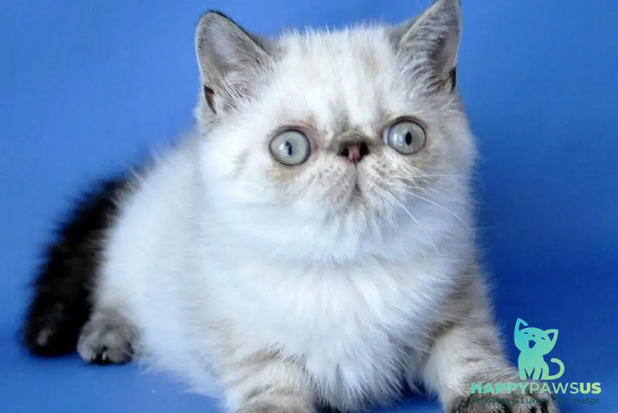 Peni Persian female blue lynx pointed - live animals