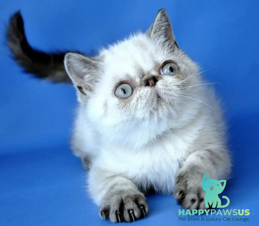 Peni Persian female blue lynx pointed - live animals