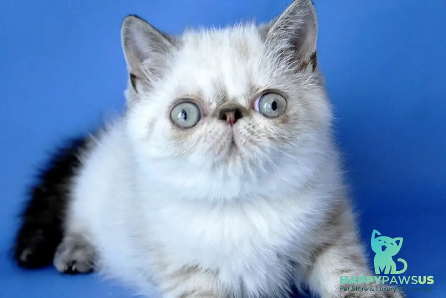 Peni Persian female blue lynx pointed - live animals