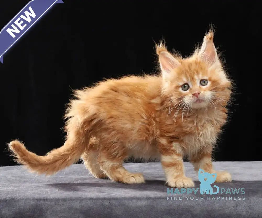 Penn Maine Coon male red tabby live animals