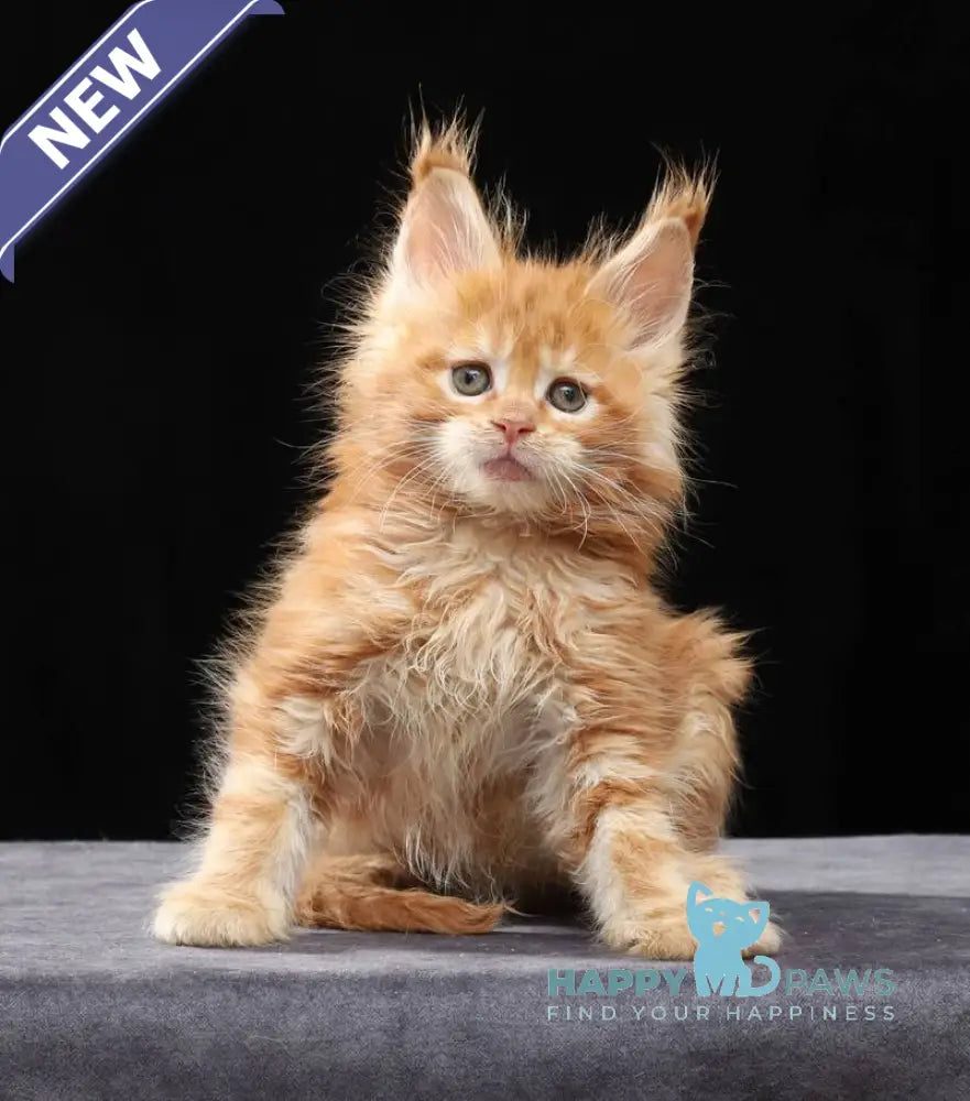 Penn Maine Coon male red tabby live animals