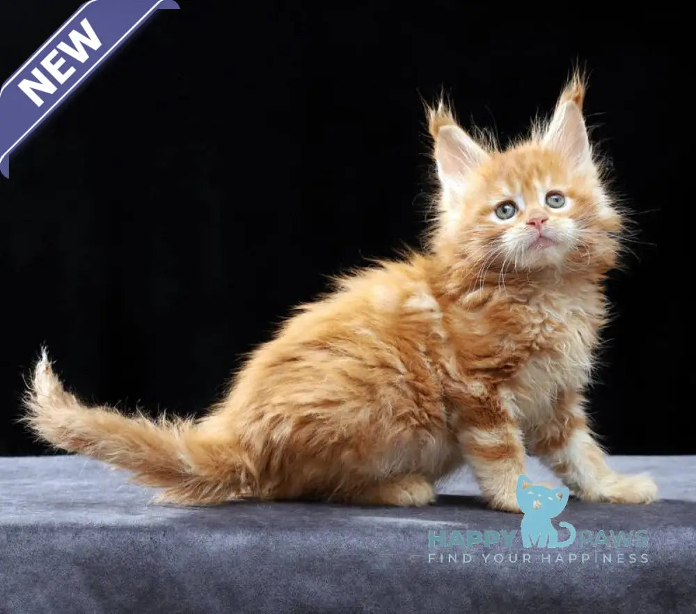 Penn Maine Coon male red tabby live animals