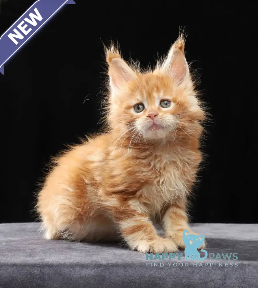 Penn Maine Coon male red tabby live animals