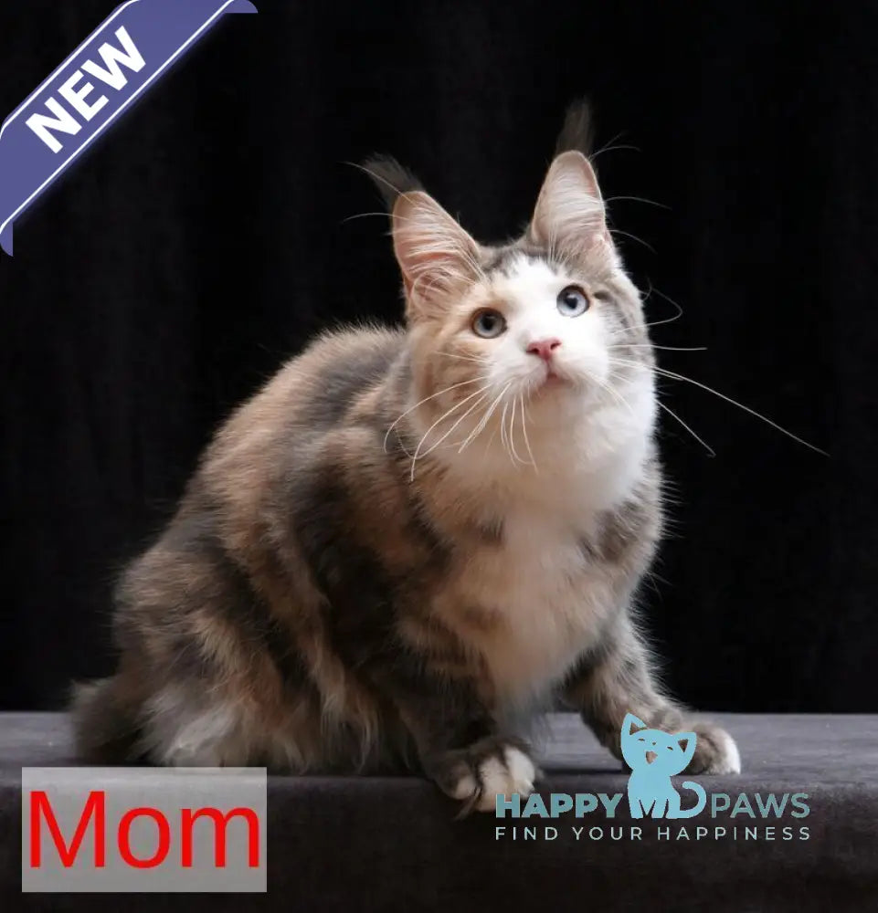 Penn Maine Coon male red tabby live animals