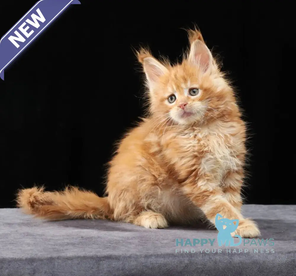 Penn Maine Coon male red tabby live animals