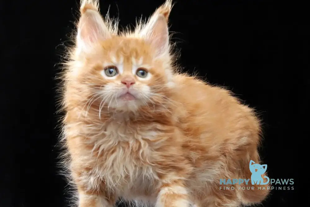 Penn Maine Coon male red tabby live animals