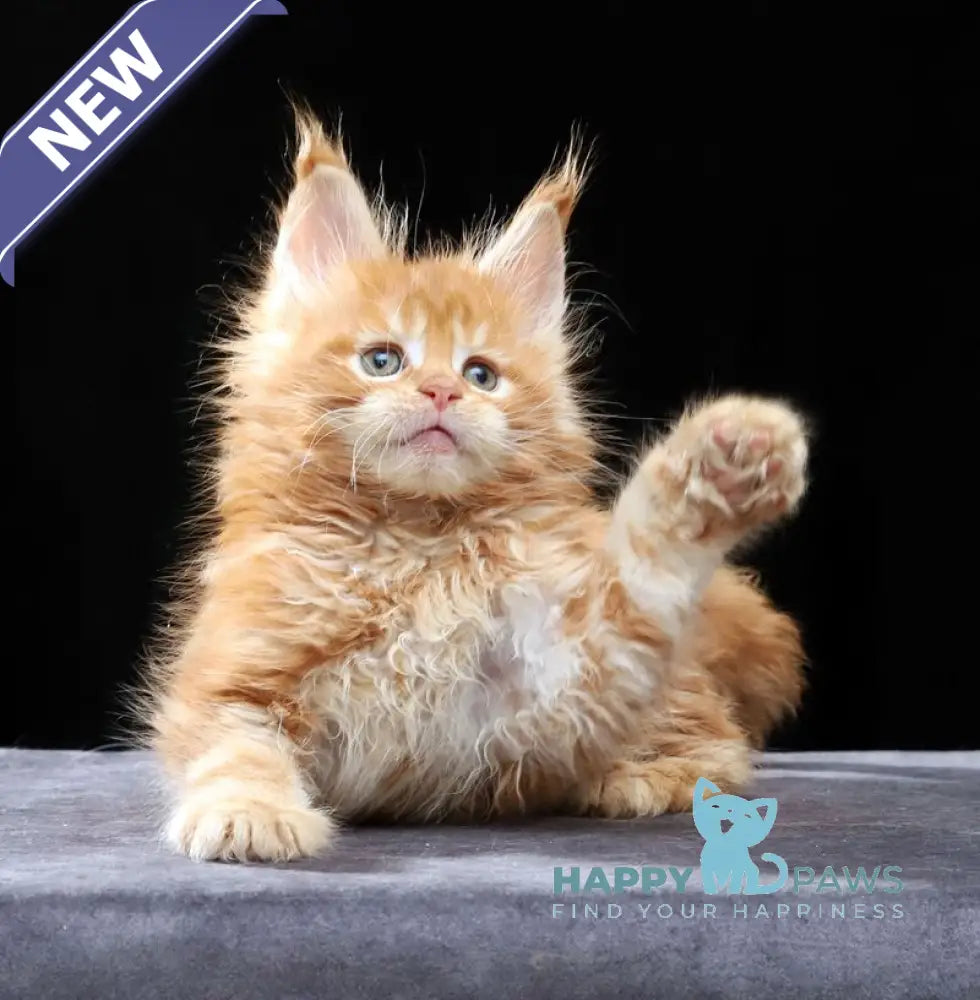 Penn Maine Coon male red tabby live animals