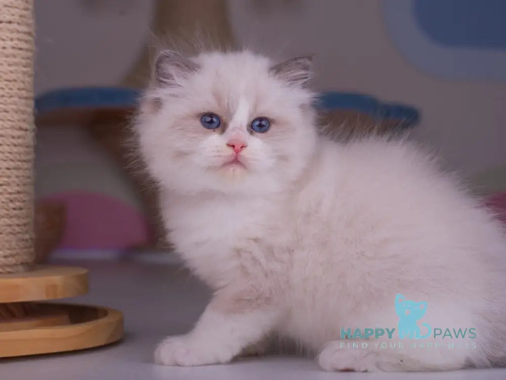 Penny Ragdoll female blue bicolour live animals